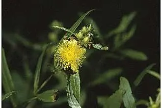 Creeping St. John's Wort, Aaron's B (Hypericum Prolificum) — These profuse flowers are rich in pollen and nectar