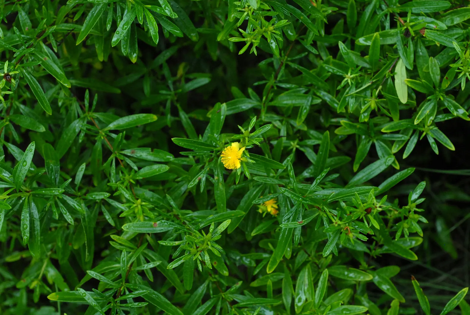 Creeping St. John's Wort, Aaron's B (Hypericum Prolificum) — It's an adaptable species