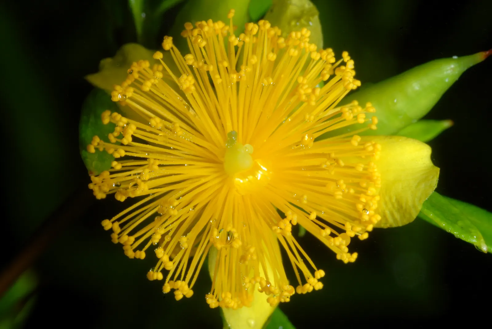 Creeping St. John's Wort, Aaron's B (Hypericum Prolificum) — Ideal for slopes and banks, it offers erosion control and attracts pollinators