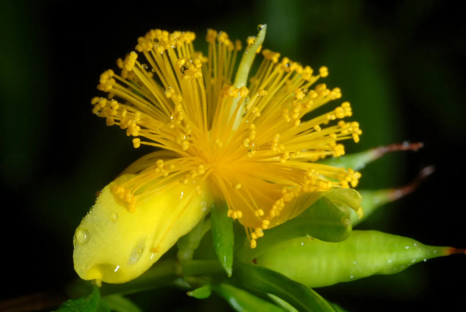 Creeping St. John's Wort, Aaron's B (Hypericum Prolificum) — John's wort into your landscape as a border, along walkways, or en masse for a vibrant and