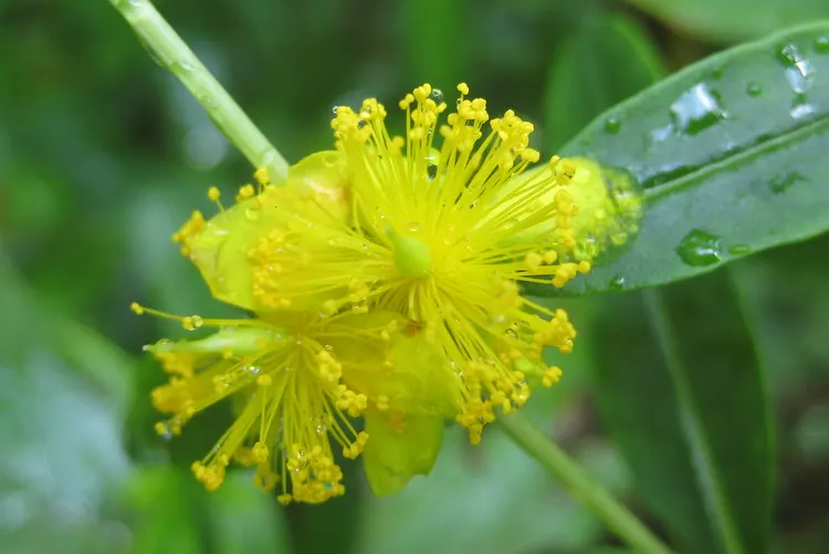 Creeping St. John's Wort, Aaron's B (Hypericum Prolificum) — low-growing perennial valued for its medicinal properties and ornamental appeal in landscaping