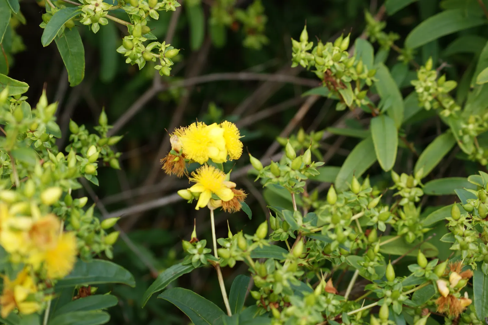 Creeping St. John's Wort, Aaron's B (Hypericum Prolificum) — This perennial showcases yellow