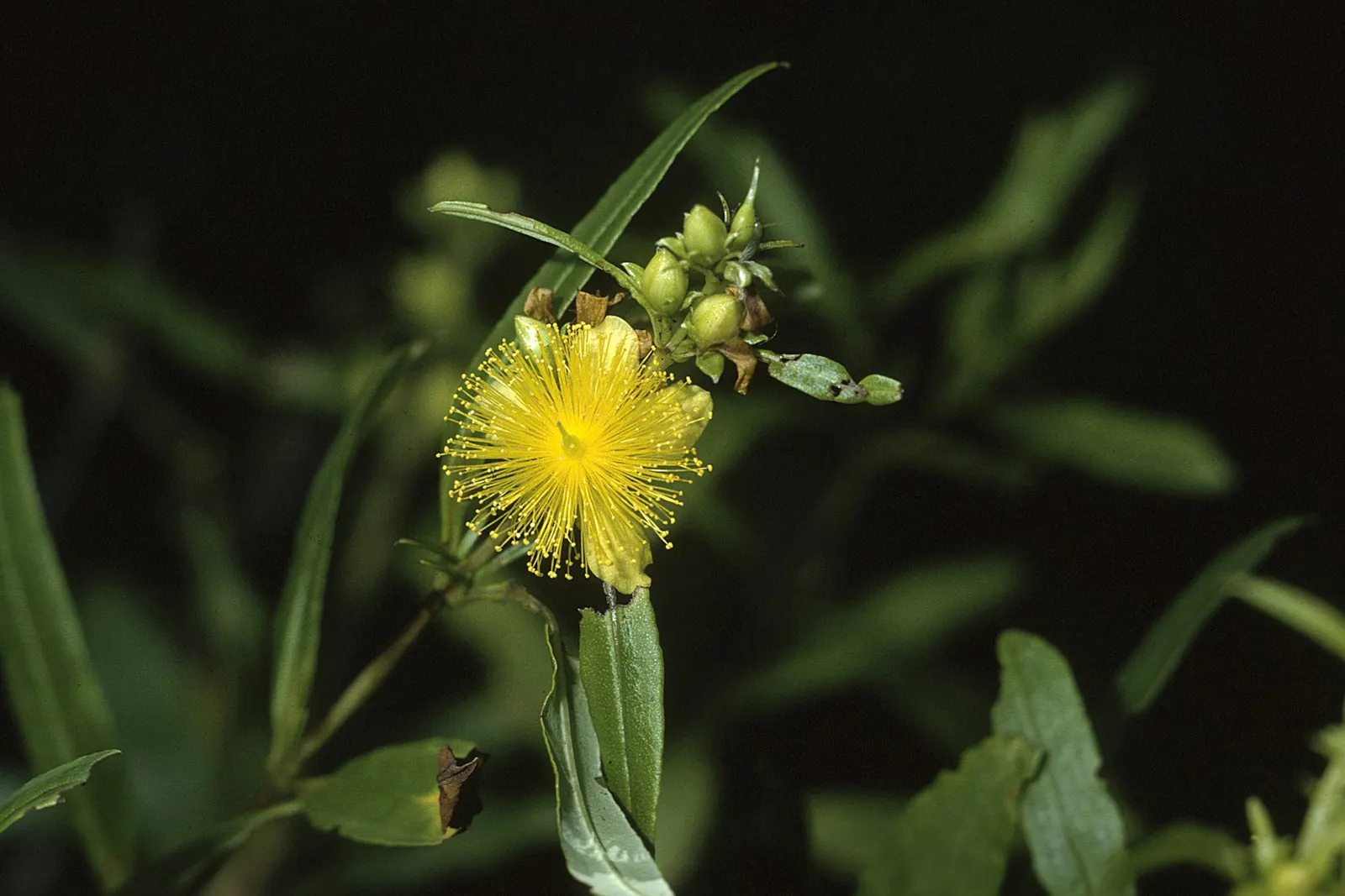 Creeping St. John's Wort, Aaron's B (Hypericum Prolificum) — which provide a striking contrast to its bluish-green foliage