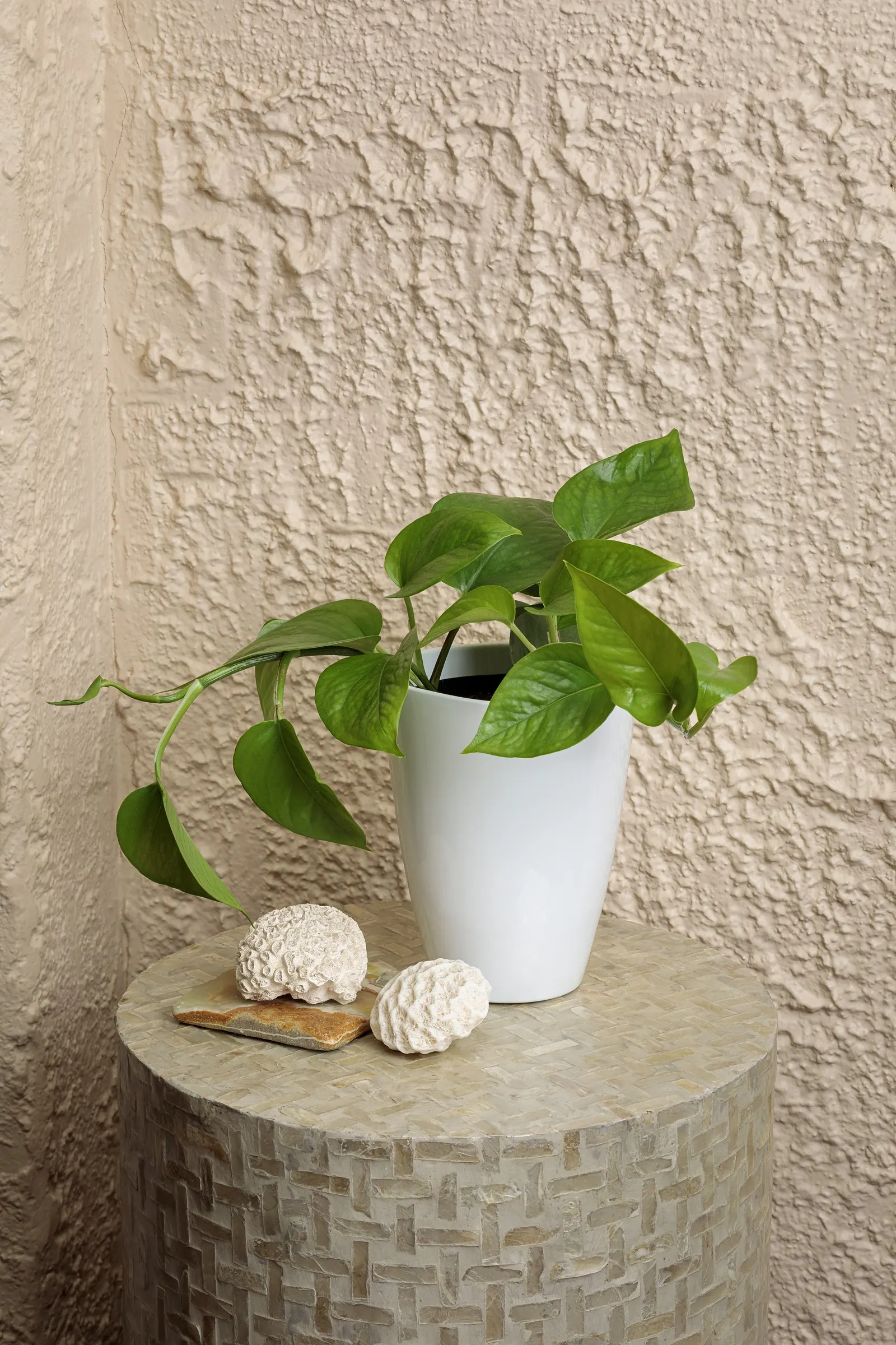Golden Pothos (Epipremnum aureum) — The Epipremnum aureum is a Proven Winners® Jade Pothos with clear green