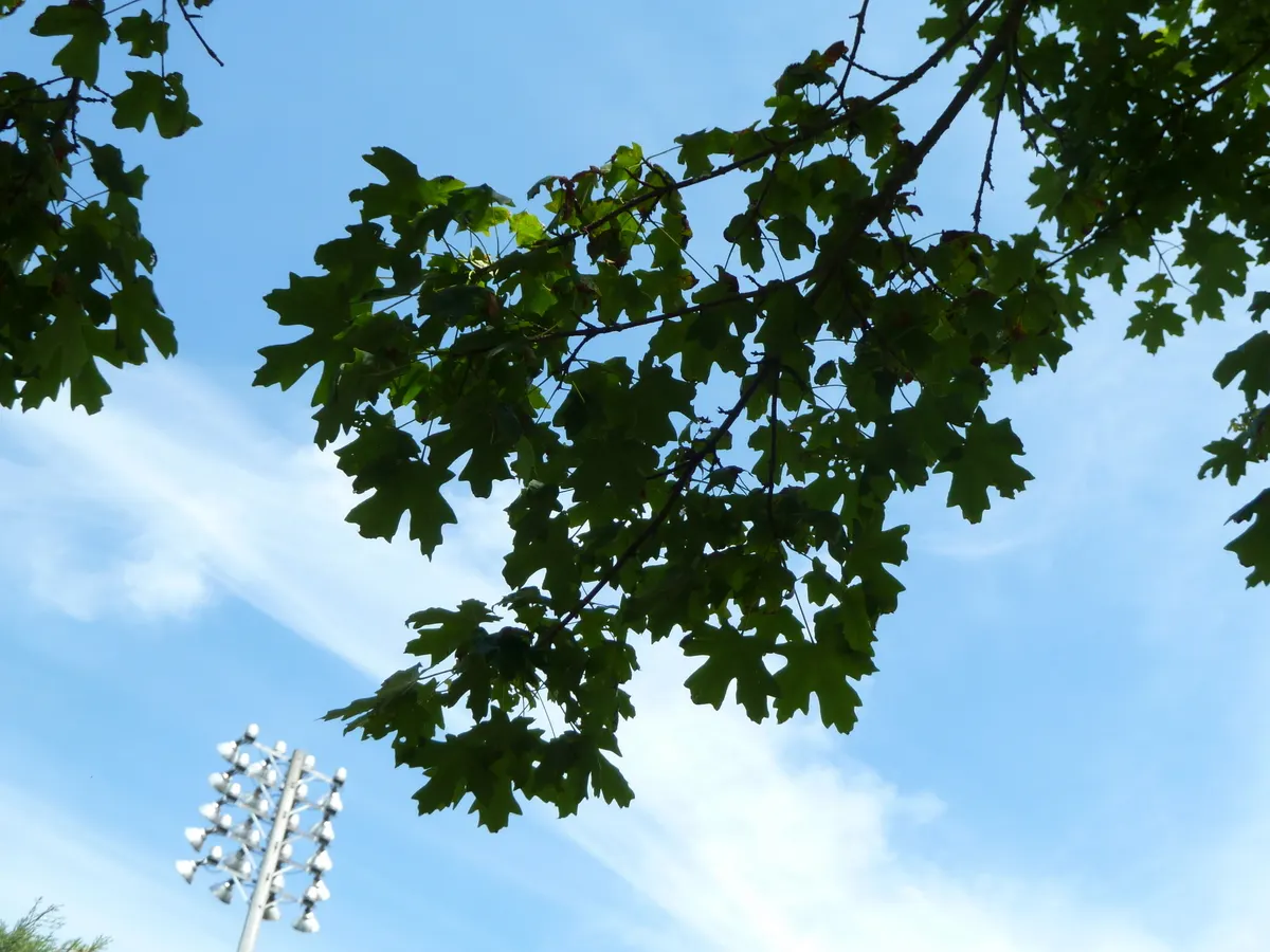 Bigtooth Maple (Acer Grandidentatum) — Hardy in Zones 4‚Äì8, it prefers well-drained soils and full to partial sun exposure