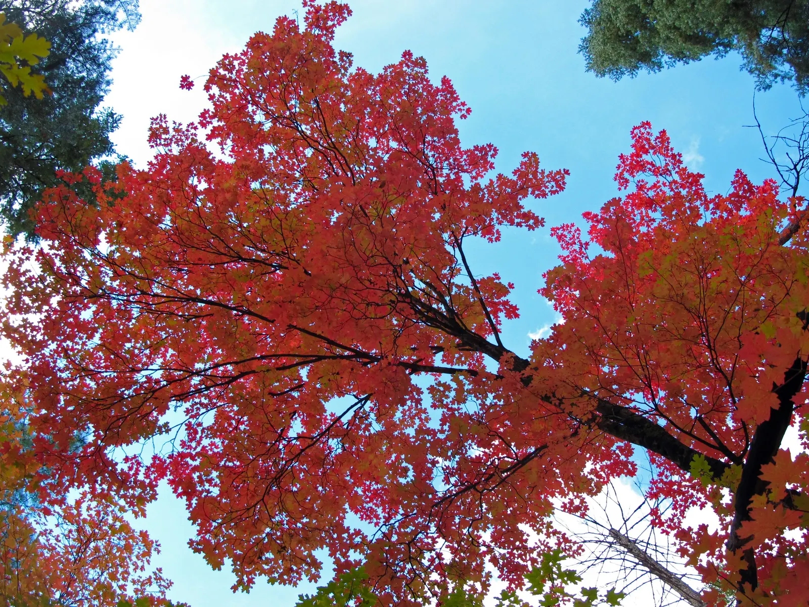 Bigtooth Maple (Acer Grandidentatum) — The Bigtooth Maple (Acer grandidentatum)