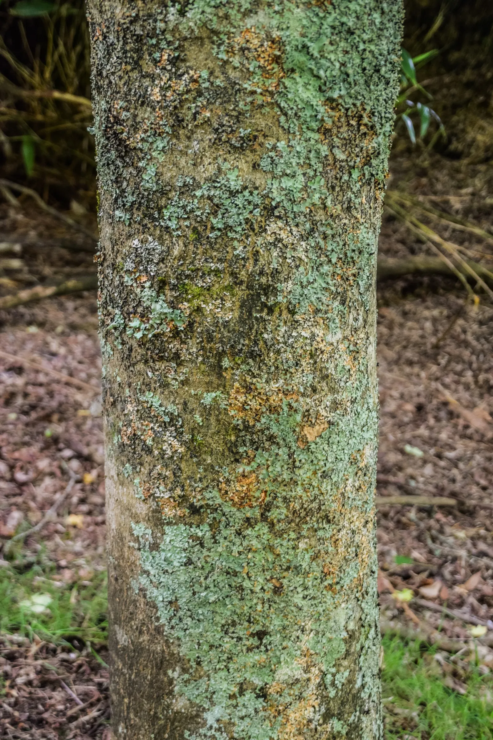 Bigtooth Maple (Acer Grandidentatum) — tree with green blooms
