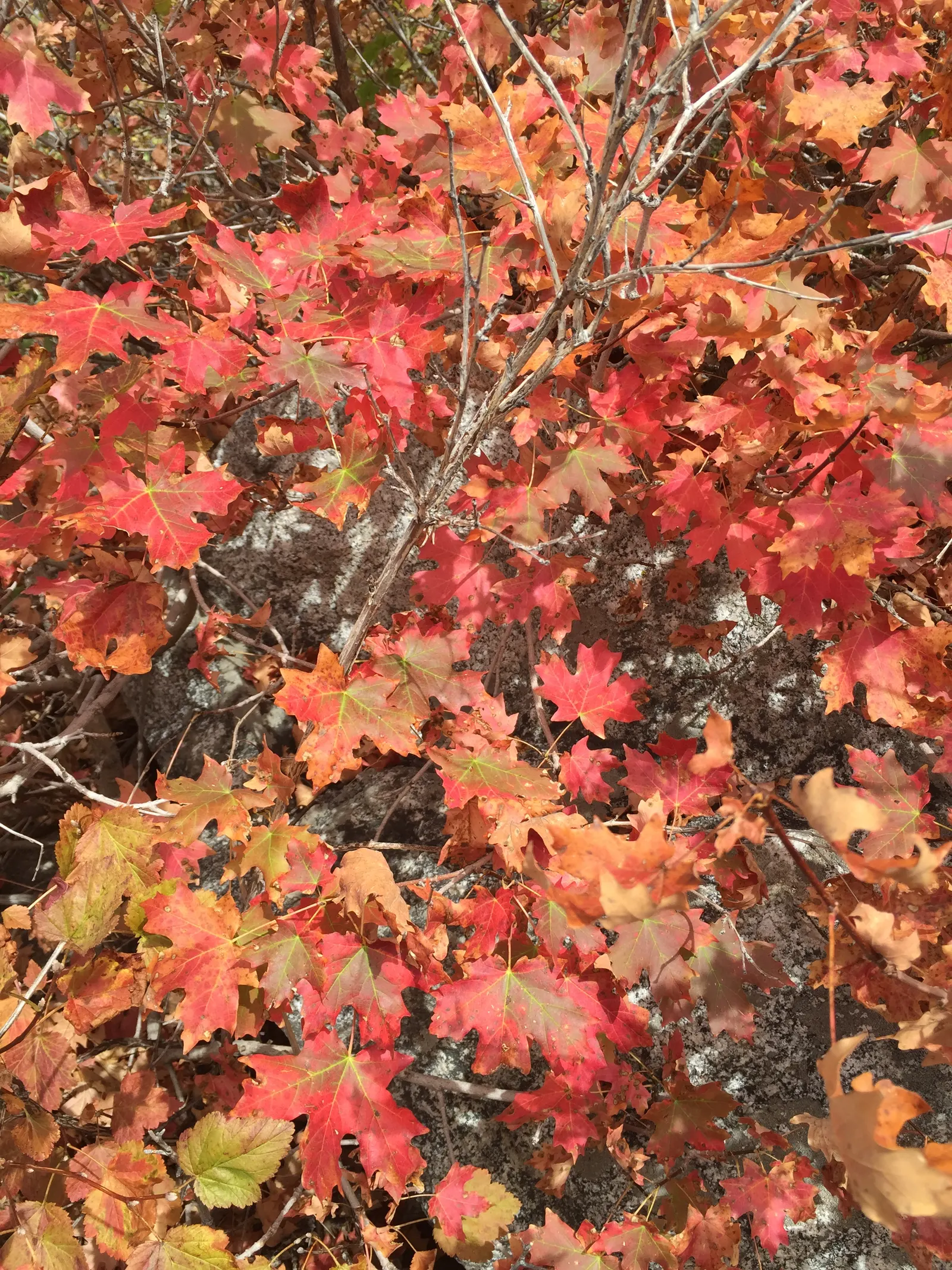 Bigtooth Maple (Acer Grandidentatum) — A striking focal point when planted alone