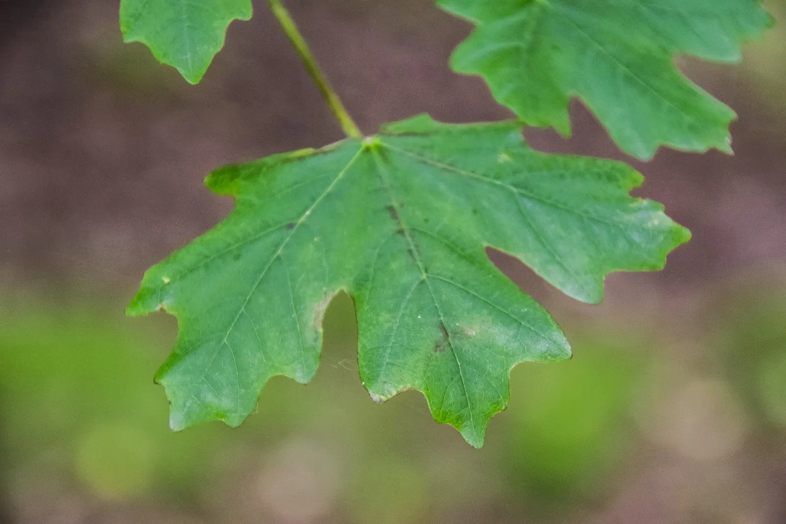 Bigtooth Maple (Acer Grandidentatum) — These leaves transition from a lush green in the spring and summer to a spectacular array of reds; showcasing shades