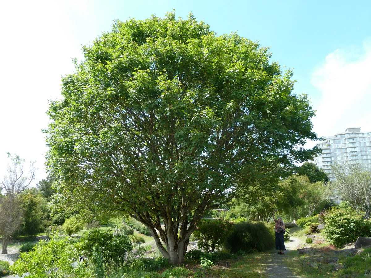 Bigtooth Maple (Acer Grandidentatum) — A versatile choice for focal points or naturalized areas in landscape designs; a striking focal point when planted alone
