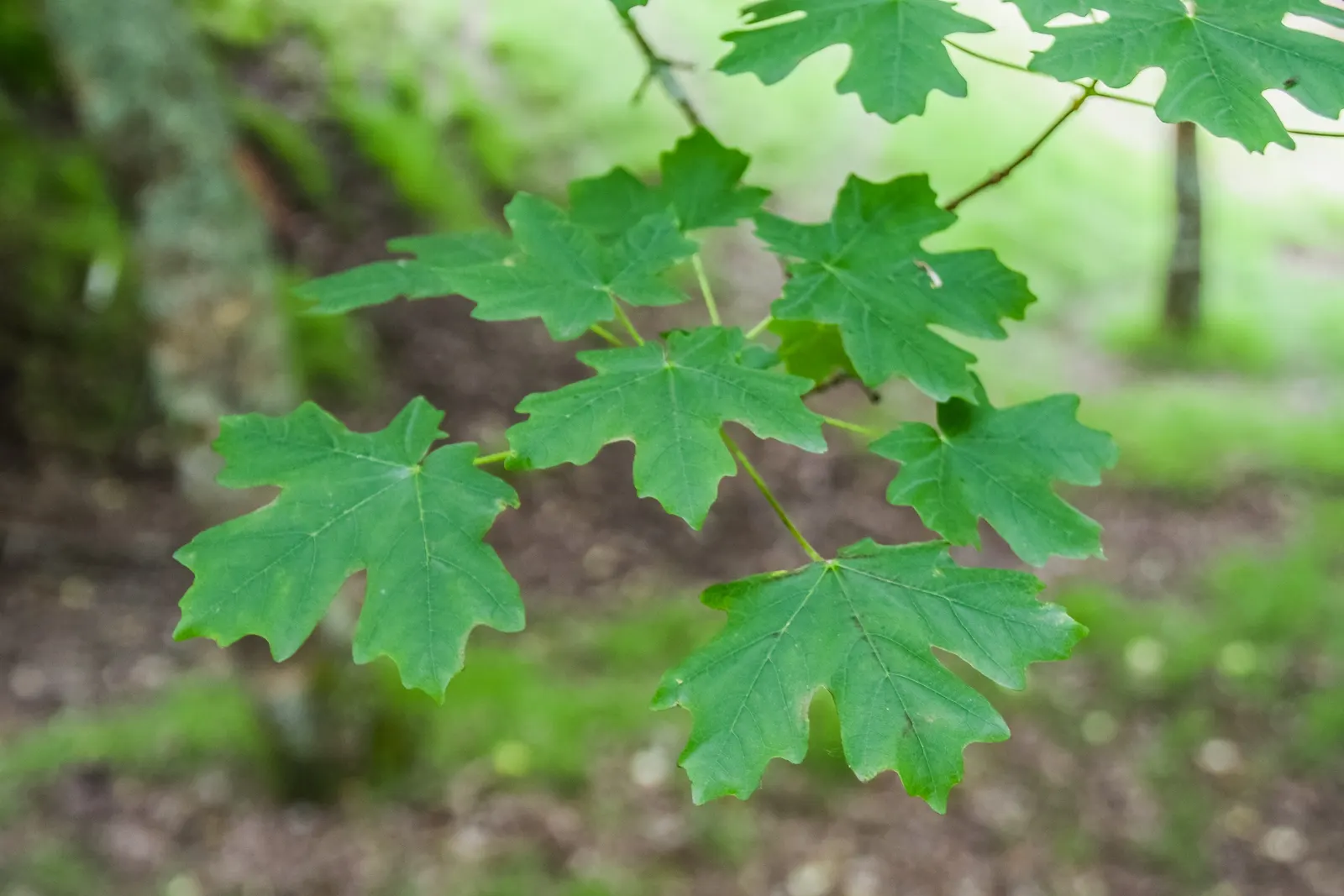 Bigtooth Maple (Acer Grandidentatum) — allow enough space for this tree to reach its full canopy width