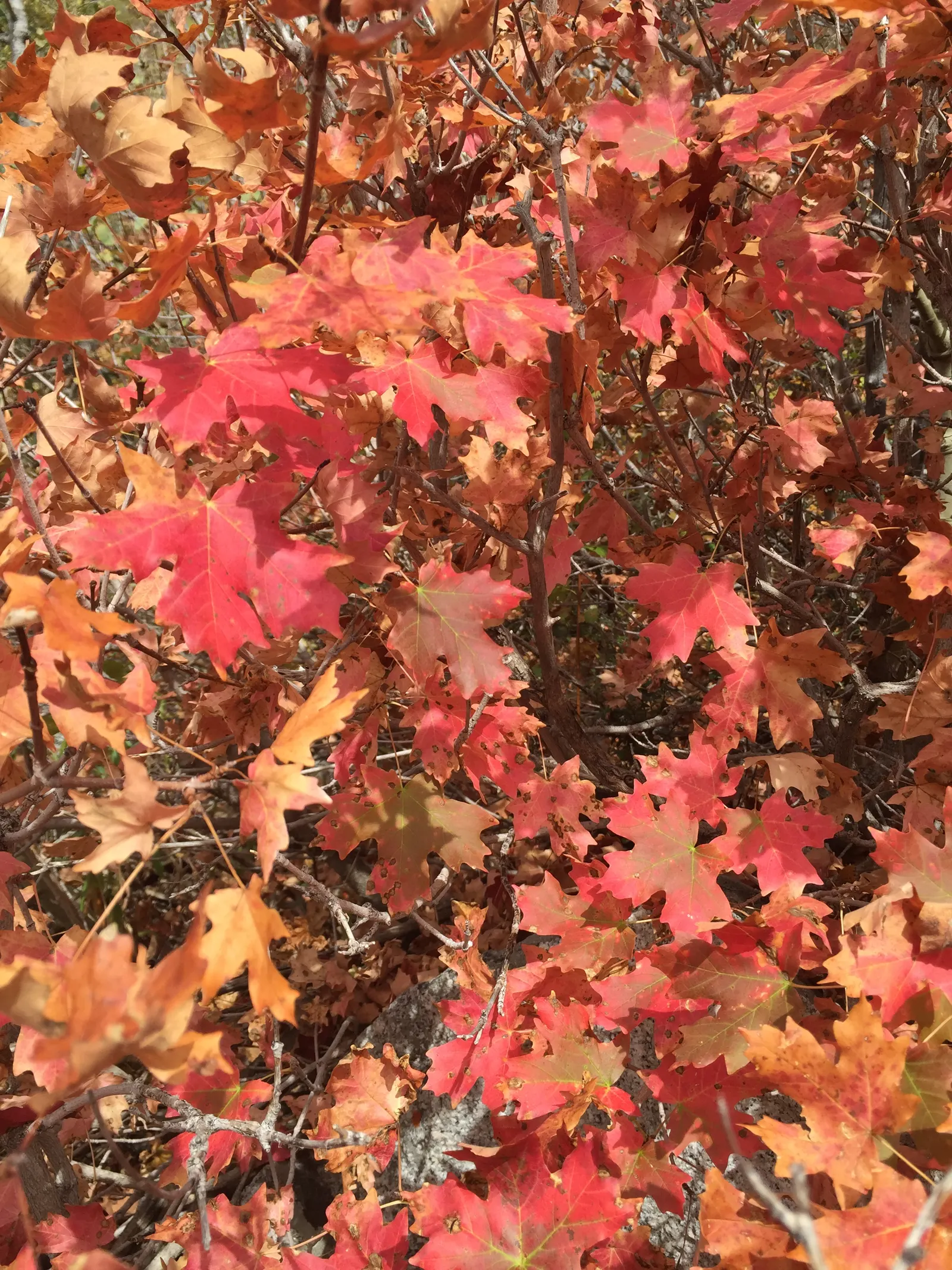 Bigtooth Maple (Acer Grandidentatum) — providing a breathtaking seasonal display.<br><br>Preferring full sun to partial shade