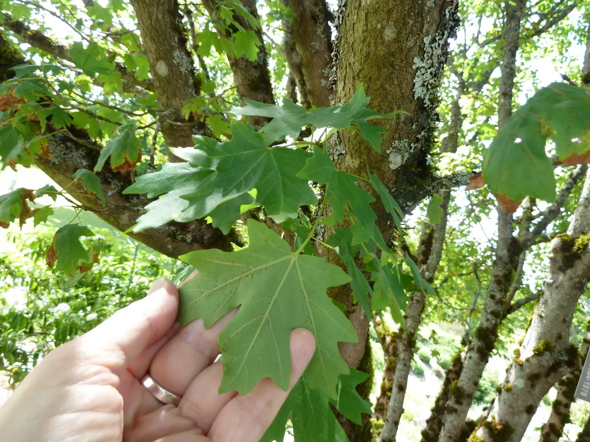 Bigtooth Maple (Acer Grandidentatum) — This medium-sized deciduous tree matures at 20 to 50 feet in height, with a canopy spread of 20 to 35 feet