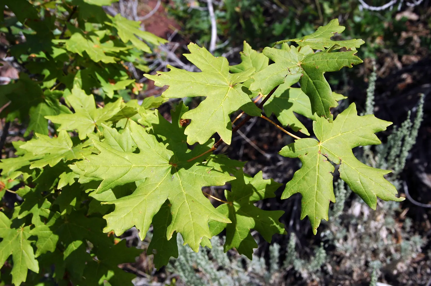 Bigtooth Maple (Acer Grandidentatum) — Integration of the Bigtooth Maple within the landscape invites a broad range of bird species; an alluring deciduous tree