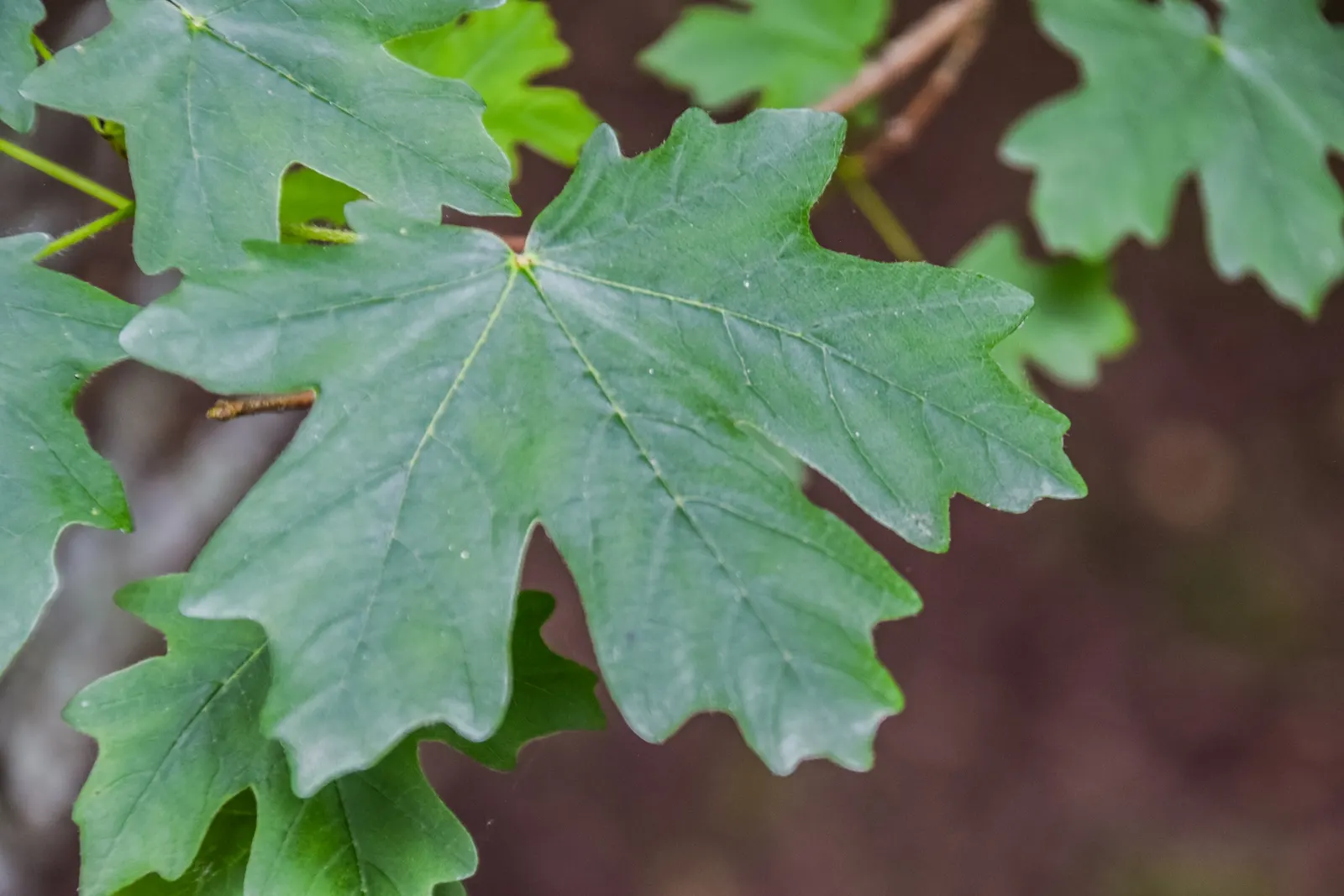 Bigtooth Maple (Acer Grandidentatum) — A striking focal point when planted alone; allow enough space for this tree to reach its full canopy width