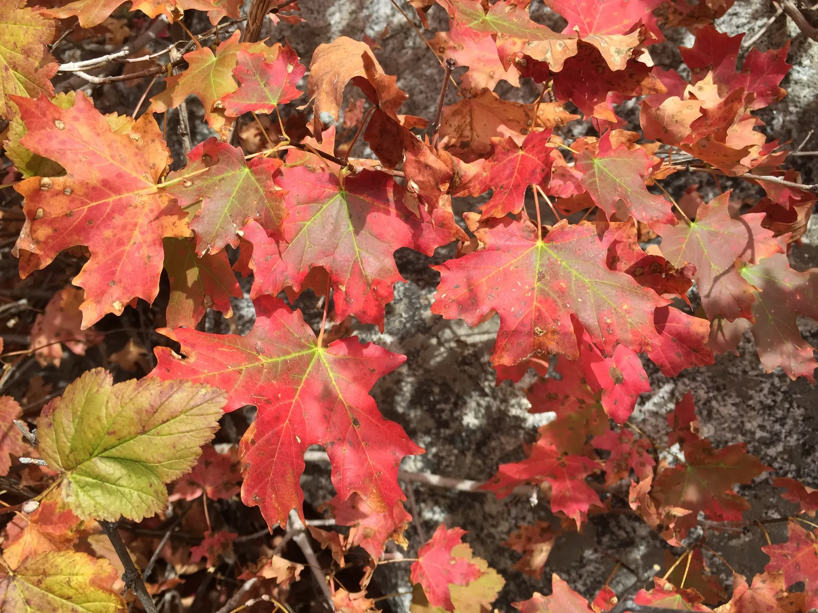 Bigtooth Maple (Acer Grandidentatum) — showcasing shades from golden-yellow to vibrant red; integration of the Bigtooth Maple within the landscape invites a
