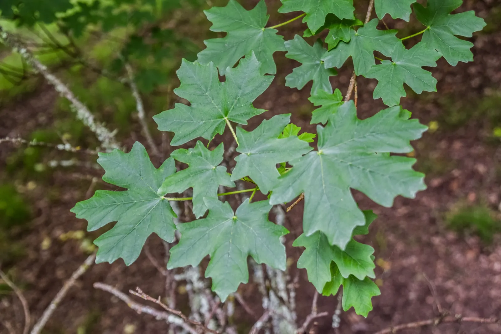 Bigtooth Maple (Acer Grandidentatum) — green flowers in the garden