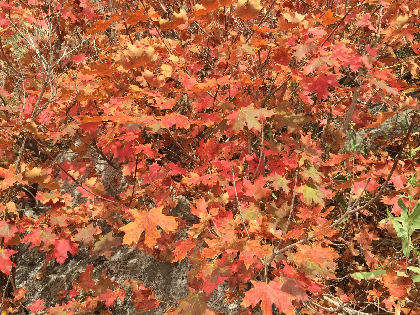 Bigtooth Maple (Acer Grandidentatum) — an alluring deciduous tree native to North America