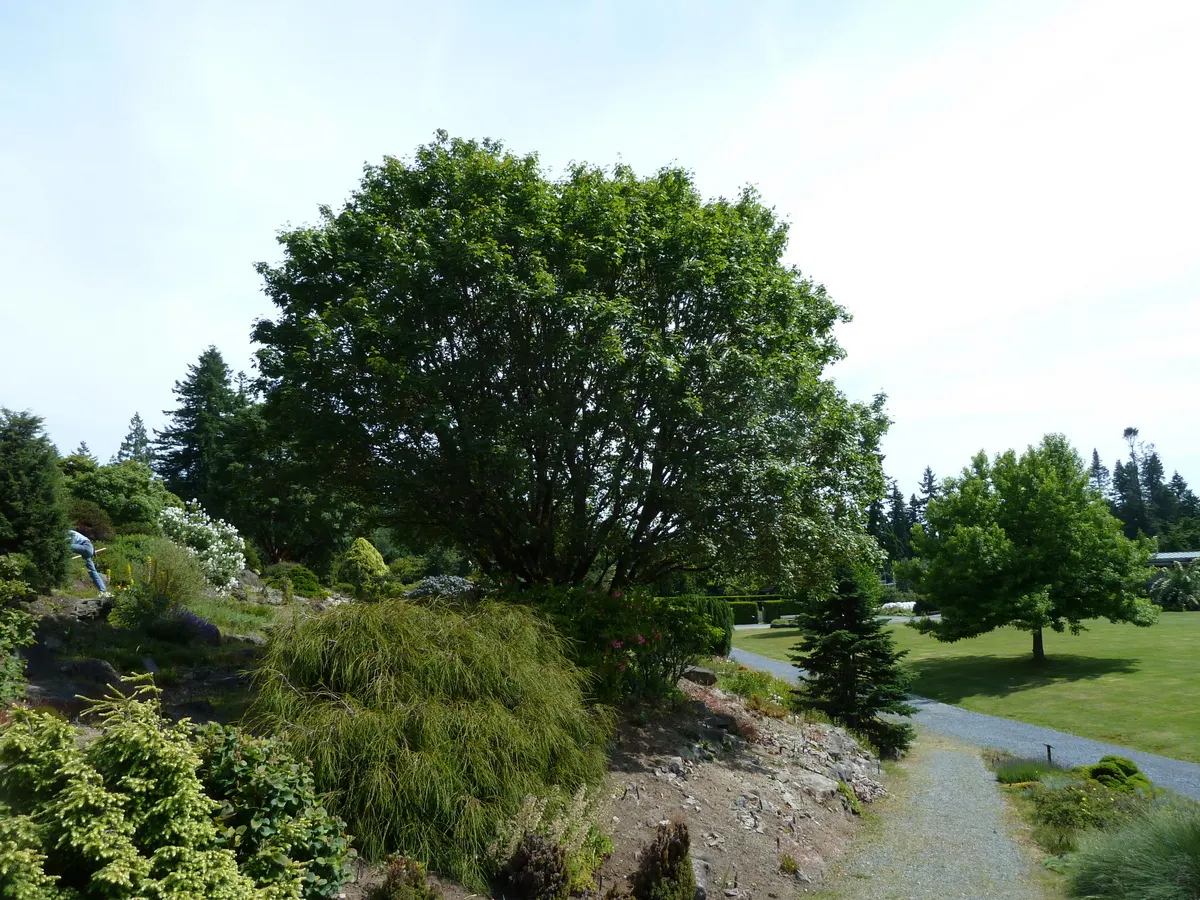Bigtooth Maple (Acer Grandidentatum) — showcasing shades from golden-yellow to vibrant red