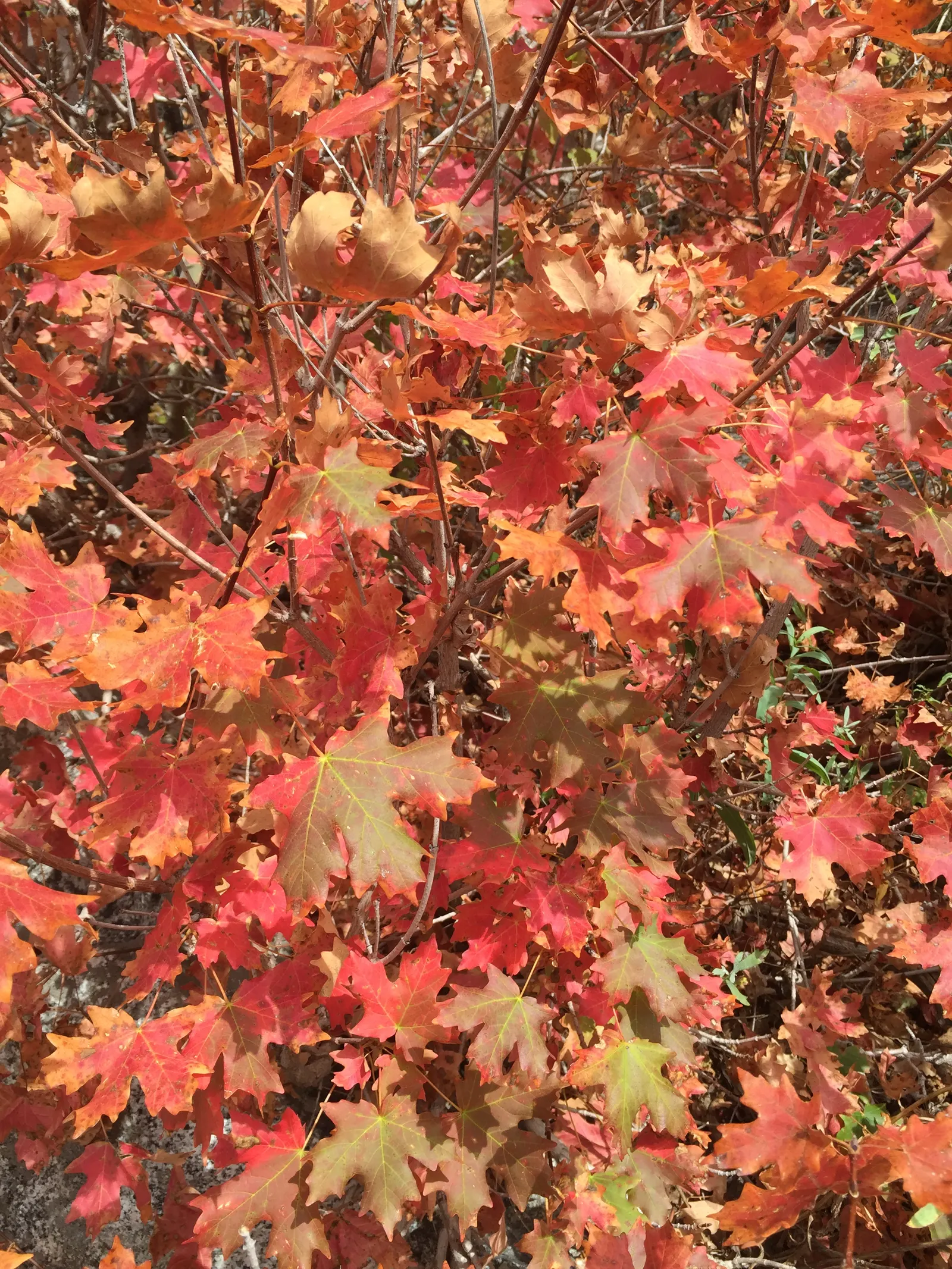 Bigtooth Maple (Acer Grandidentatum) — is an exemplary choice for adding four-season interest to a landscape
