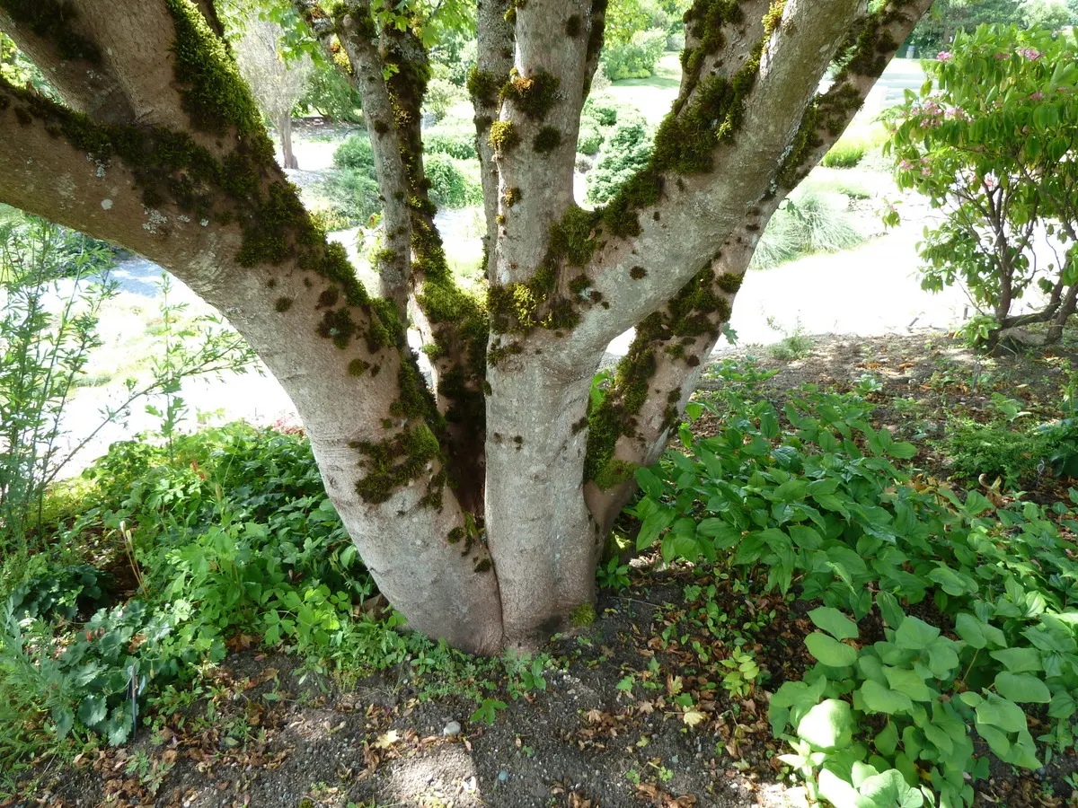 Bigtooth Maple (Acer Grandidentatum) — A versatile choice for focal points or naturalized areas in landscape designs