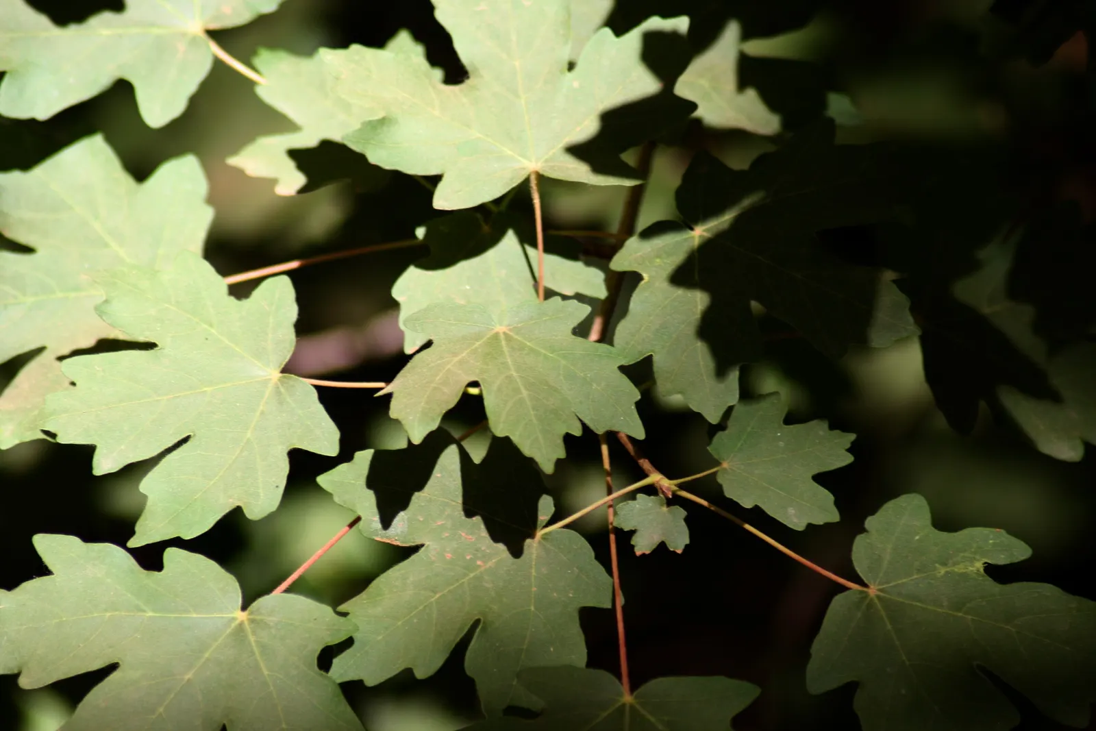Bigtooth Maple (Acer Grandidentatum) — These leaves transition from a lush green in the spring and summer to a spectacular array of reds