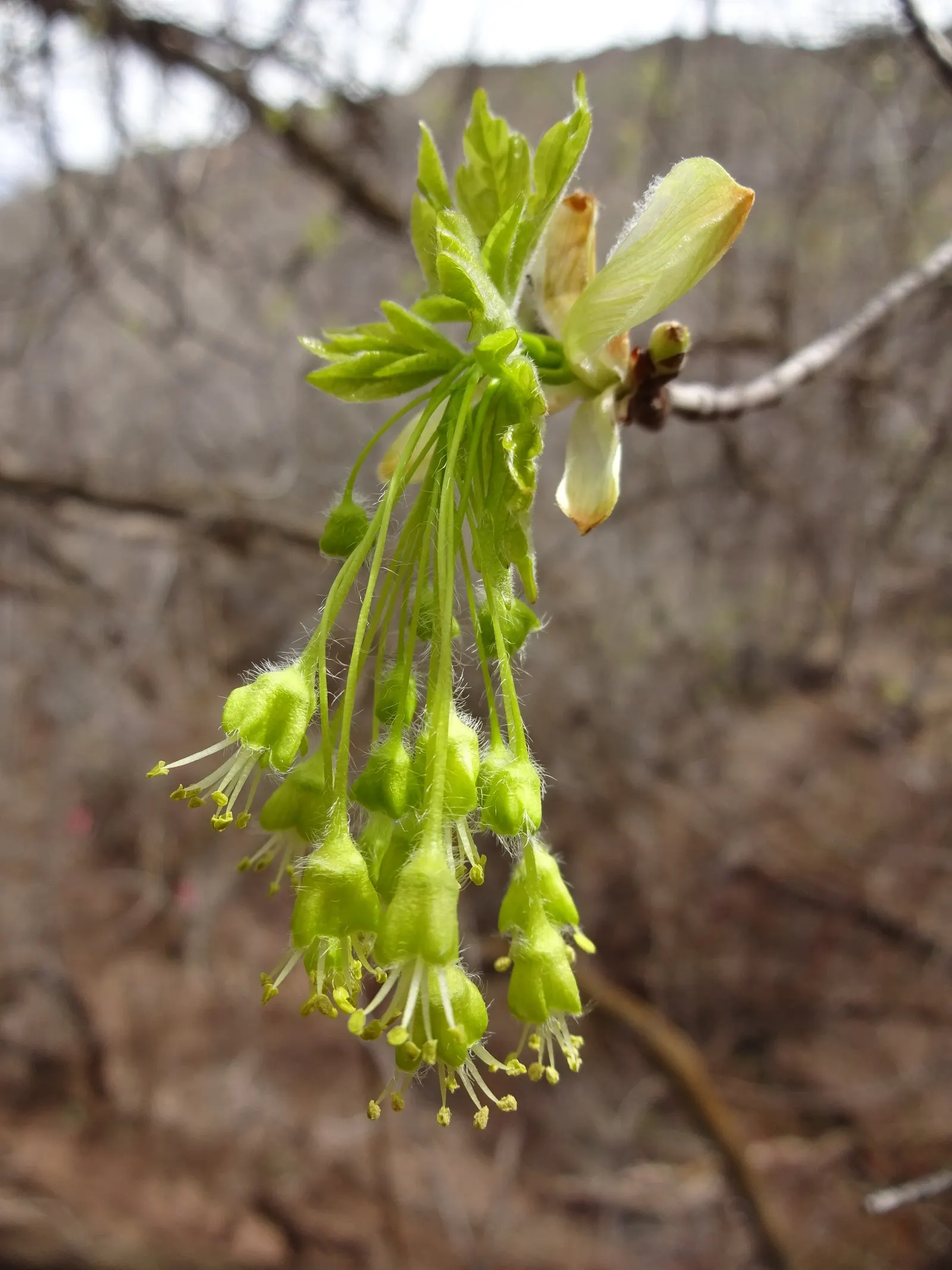 Bigtooth Maple (Acer Grandidentatum) — The Bigtooth Maple (Acer grandidentatum); tree for full or half