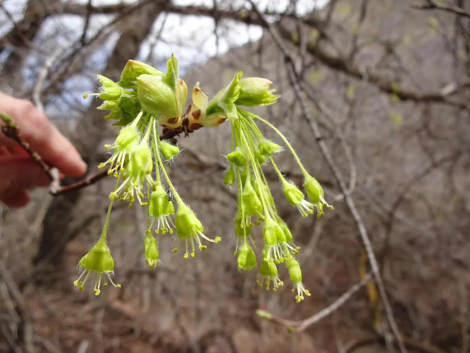 Bigtooth Maple (Acer Grandidentatum) — this resilient species thrives in USDA plant hardiness zones 4 through 8; hardy in Zones 4‚Äì8, it prefers well-drained