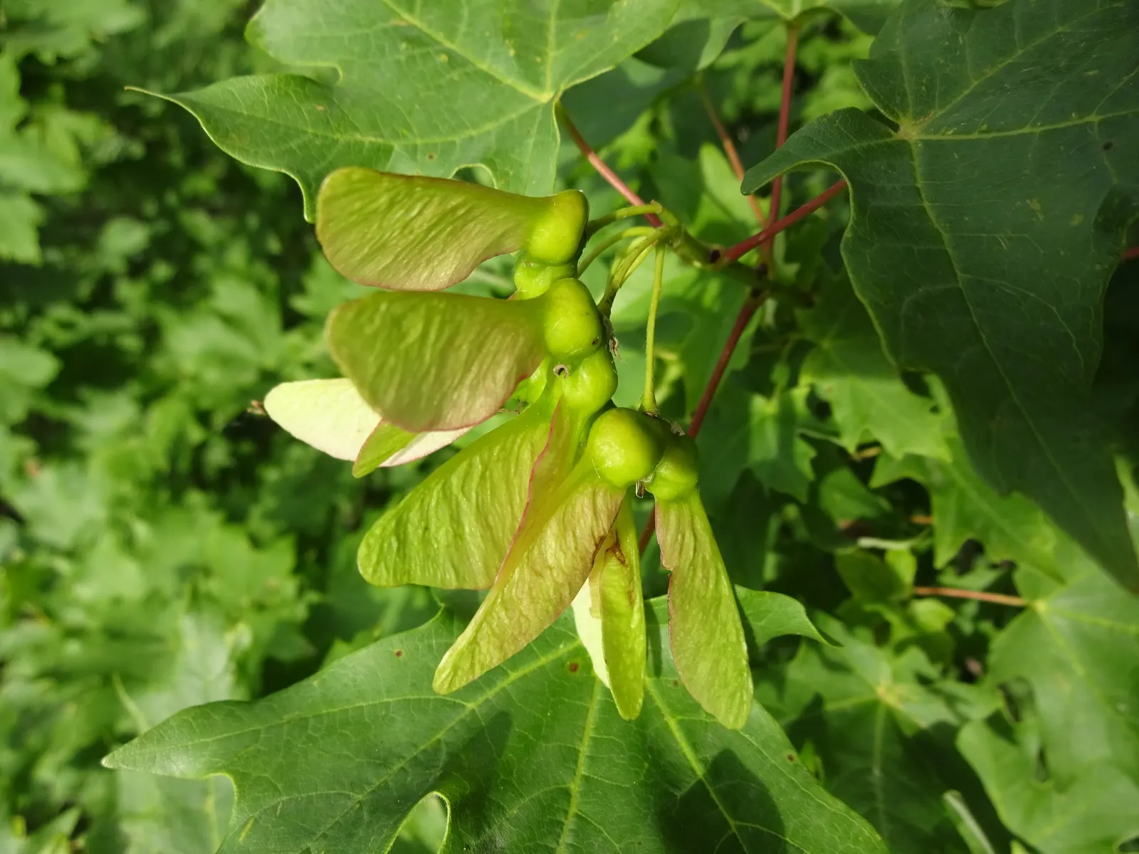 Bigtooth Maple (Acer Grandidentatum) — Hardy in Zones 4‚Äì8, it prefers well-drained soils and full to partial sun exposure; is an exemplary choice for adding