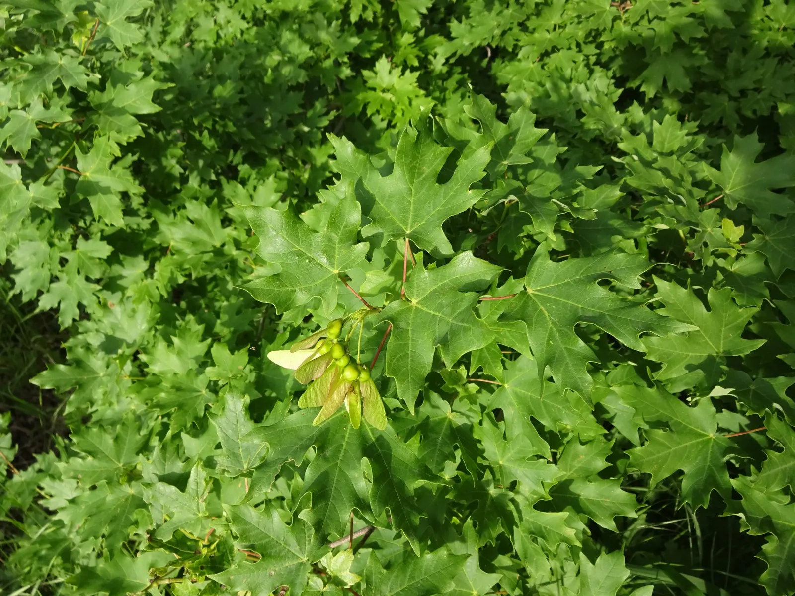 Bigtooth Maple (Acer Grandidentatum) — making it suited to a variety of temperate climates.<br><br>A moderate grower, image 35