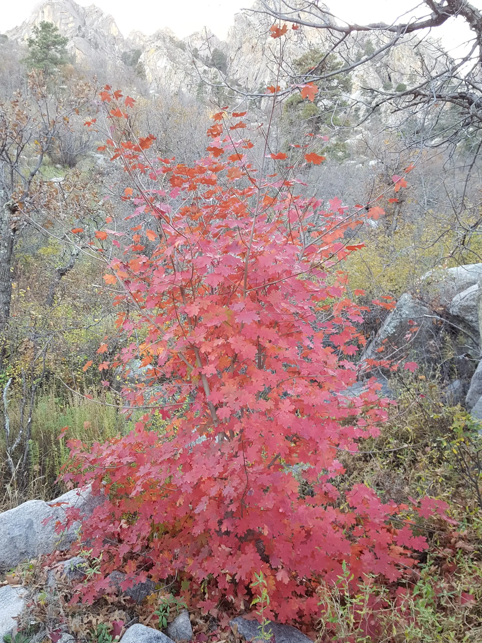 Bigtooth Maple (Acer Grandidentatum) — renowned for its impressive fall color display