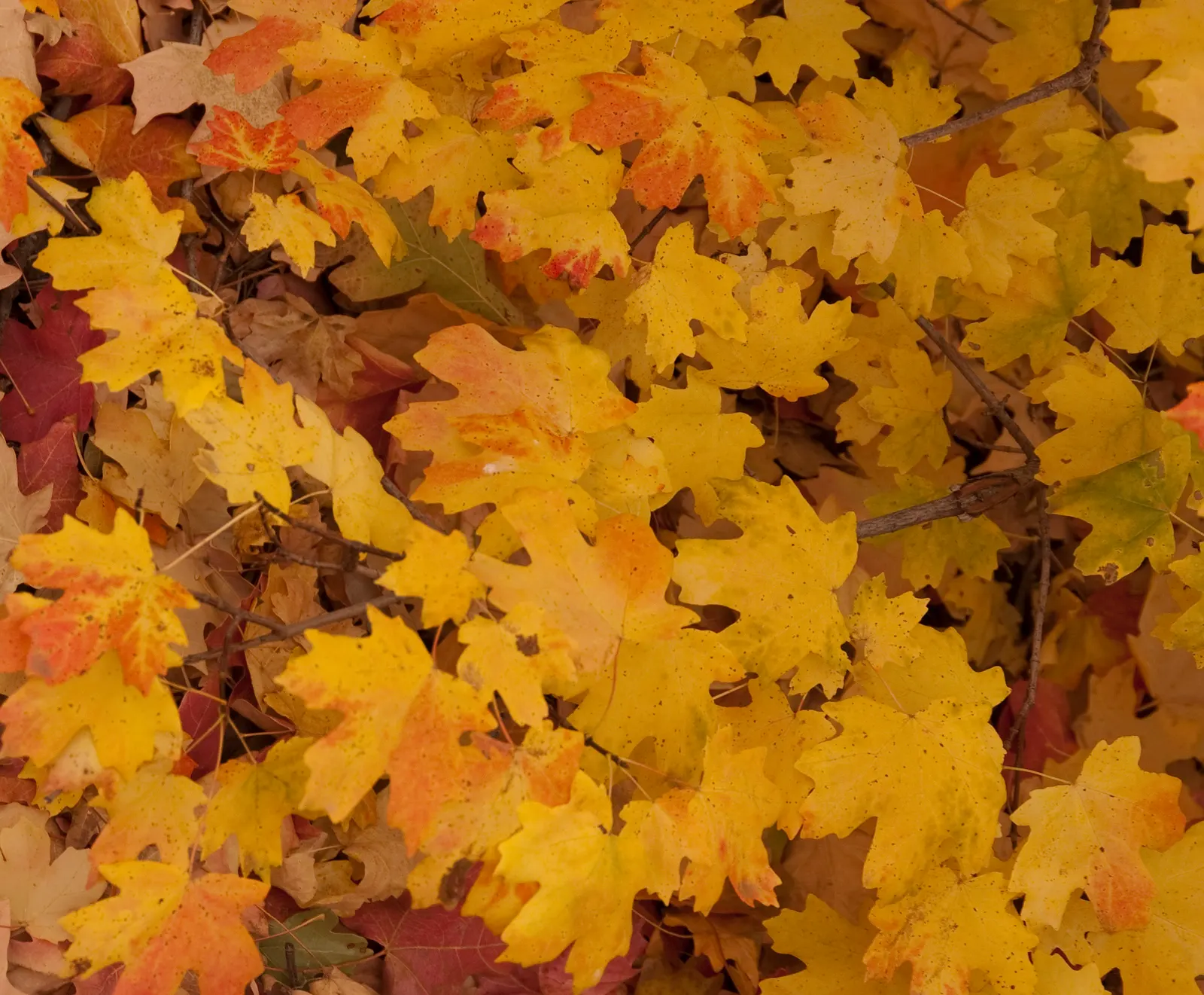 Bigtooth Maple (Acer Grandidentatum) — Its most notable feature is the deeply lobed leaves, which resemble those of the sugar maple