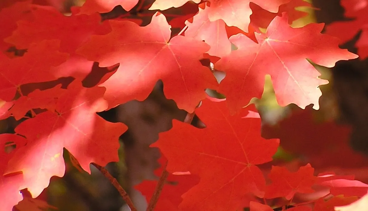 Bigtooth Maple (Acer Grandidentatum) — Integration of the Bigtooth Maple within the landscape invites a broad range of bird species