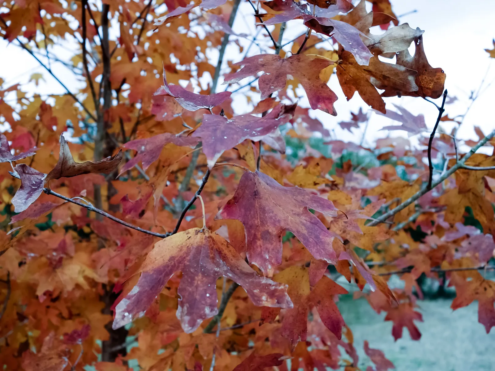 Bigtooth Maple (Acer Grandidentatum) — The Bigtooth Maple (Acer grandidentatum) is a North American native