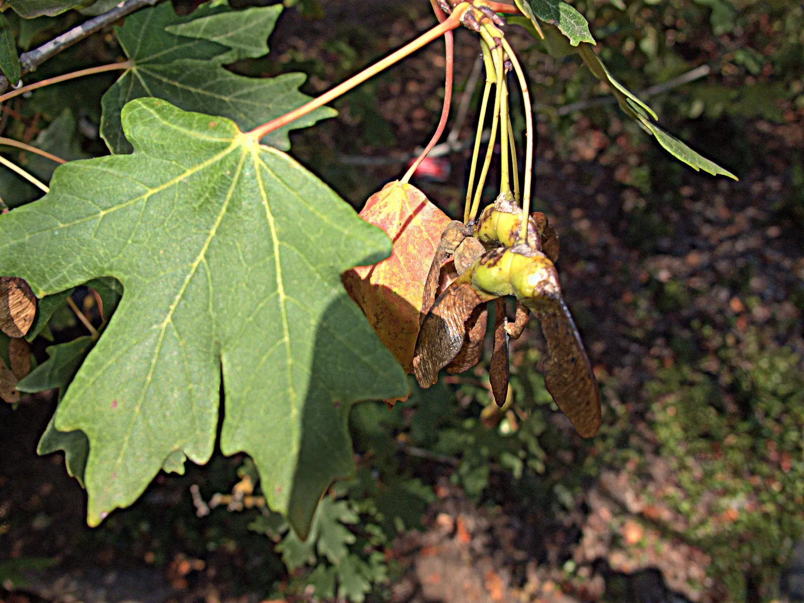 Bigtooth Maple (Acer Grandidentatum) — this resilient species thrives in USDA plant hardiness zones 4 through 8