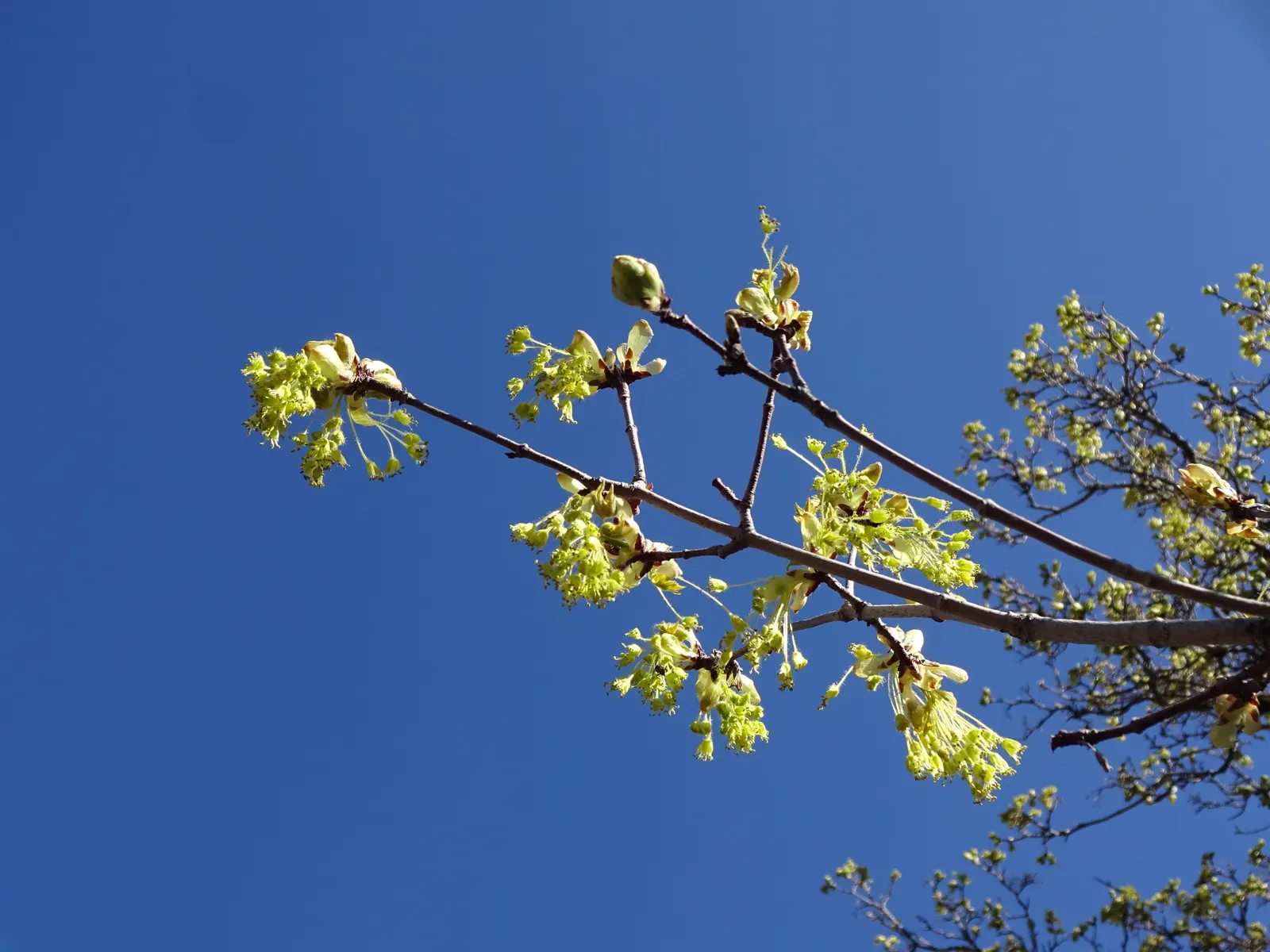 Bigtooth Maple (Acer Grandidentatum) — Its most notable feature is the deeply lobed leaves, which resemble those of the sugar maple; it is also known for its