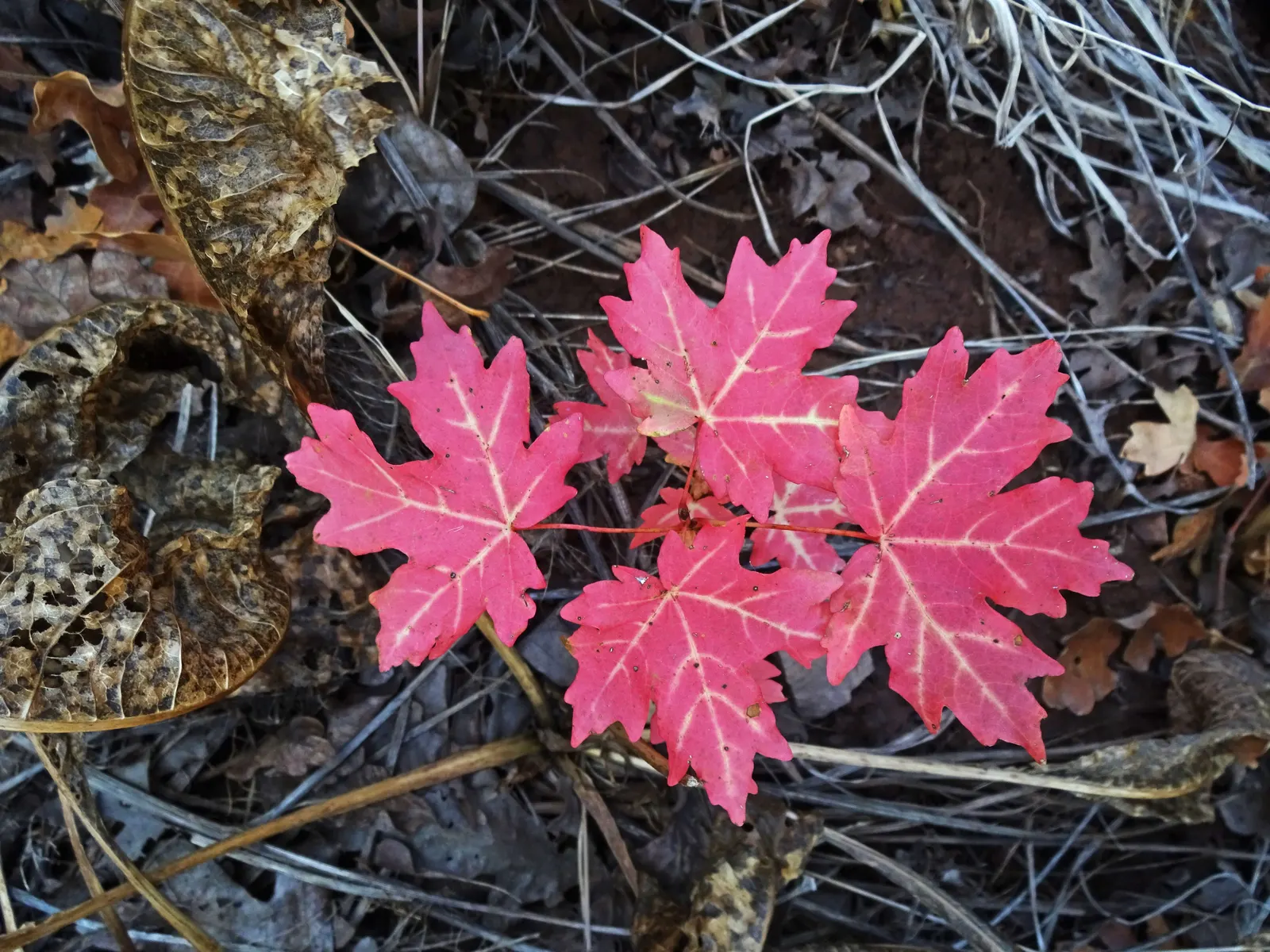 Bigtooth Maple (Acer Grandidentatum) — Often found in the wild at elevations of 4,000 to 7,500 feet; green flowers in the garden