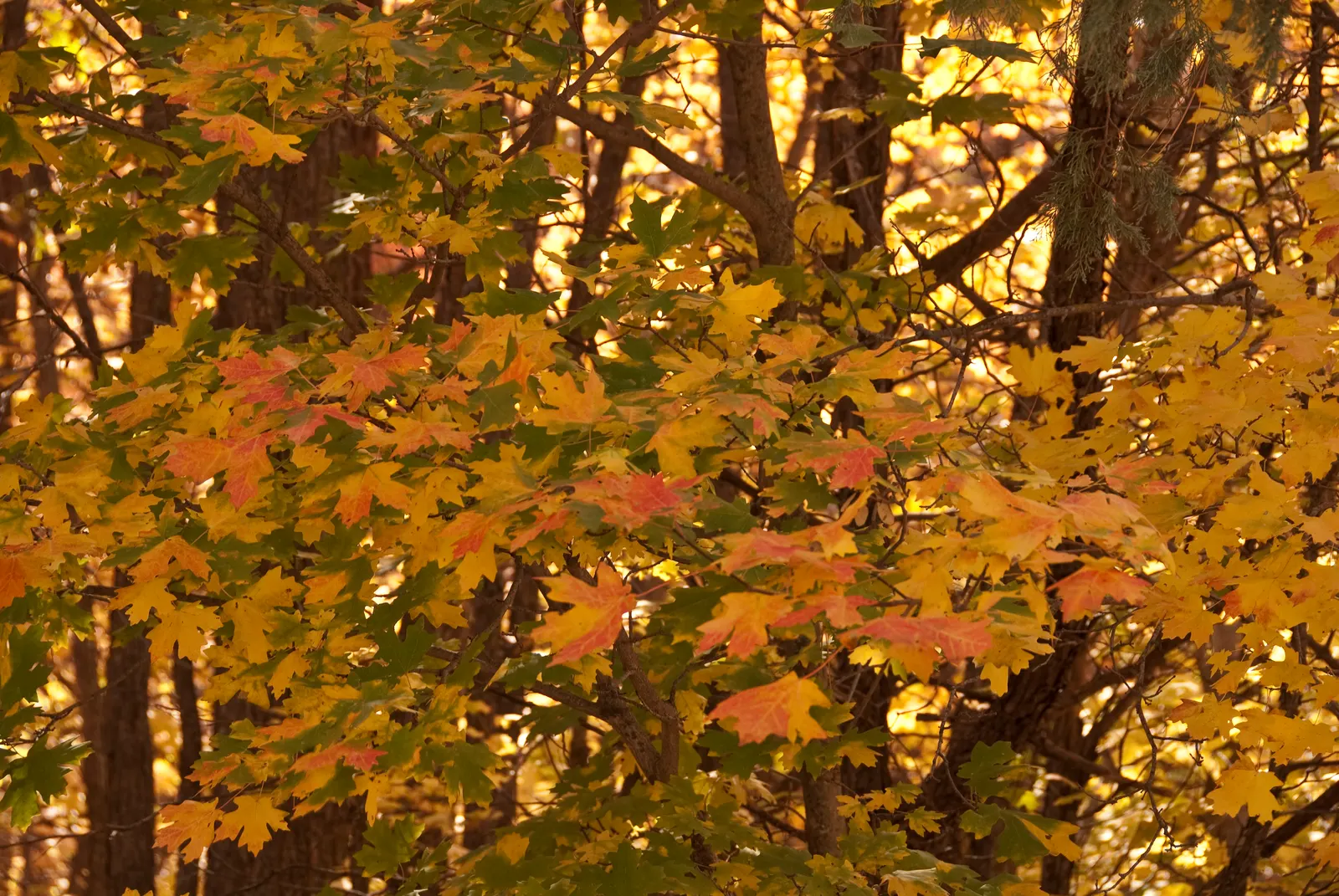 Bigtooth Maple (Acer Grandidentatum) — making it suited to a variety of temperate climates.<br><br>A moderate grower