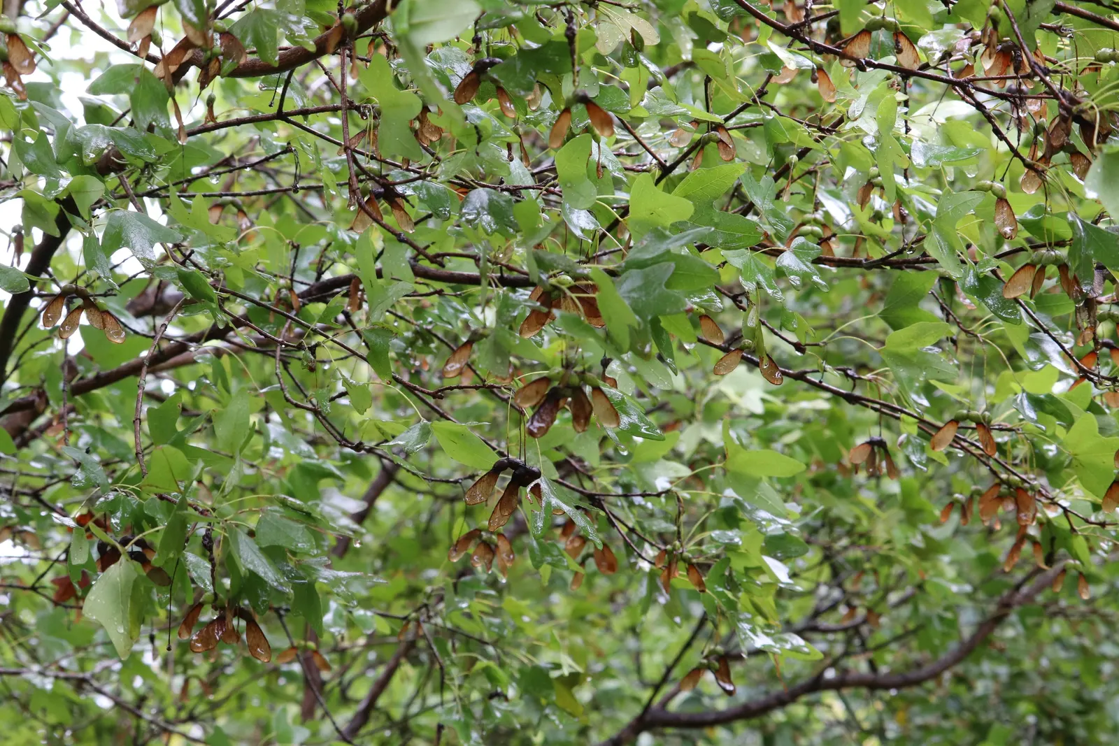 Bigtooth Maple (Acer Grandidentatum) — is an exemplary choice for adding four-season interest to a landscape; these leaves transition from a lush green in the