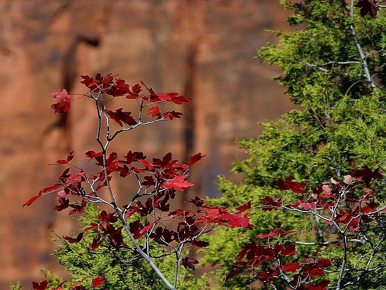 Bigtooth Maple (Acer Grandidentatum) — Often found in the wild at elevations of 4,000 to 7,500 feet