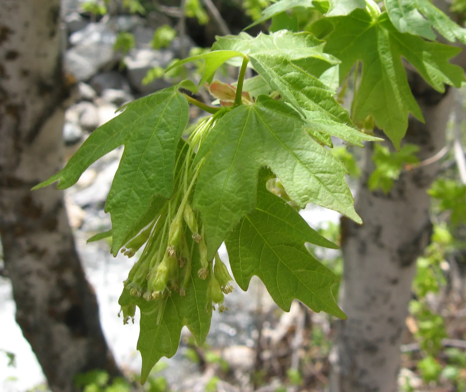 Bigtooth Maple (Acer Grandidentatum) — an alluring deciduous tree native to North America; the Bigtooth Maple (Acer grandidentatum)