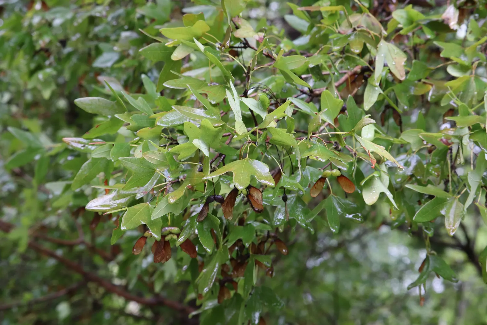 Bigtooth Maple (Acer Grandidentatum) — It is also known for its low maintenance requirements