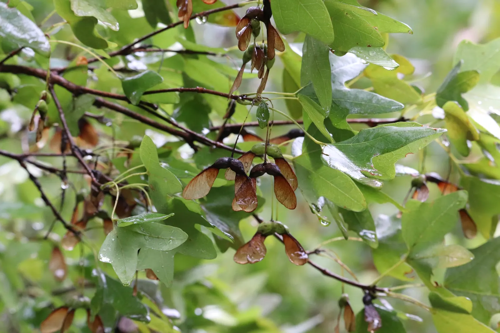 Bigtooth Maple (Acer Grandidentatum) — the Bigtooth Maple is an exquisite choice that promises to enrich their garden for many years