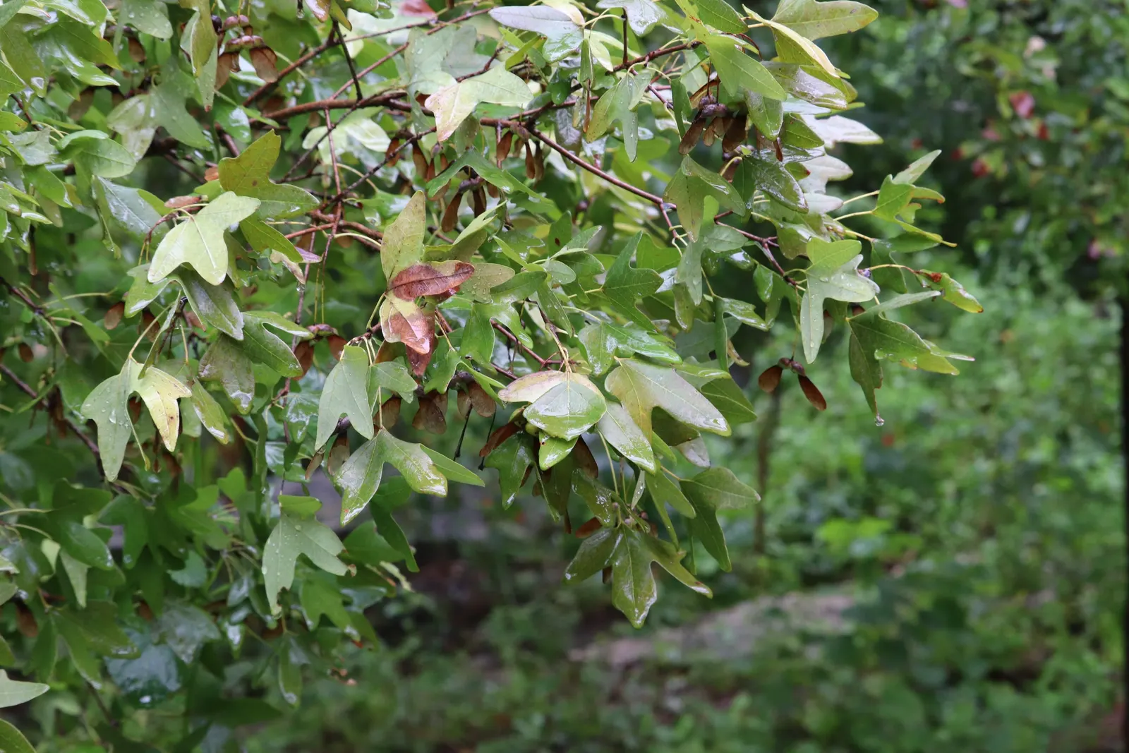 Bigtooth Maple (Acer Grandidentatum) — renowned for its impressive fall color display; this resilient species thrives in USDA plant hardiness zones 4 through 8