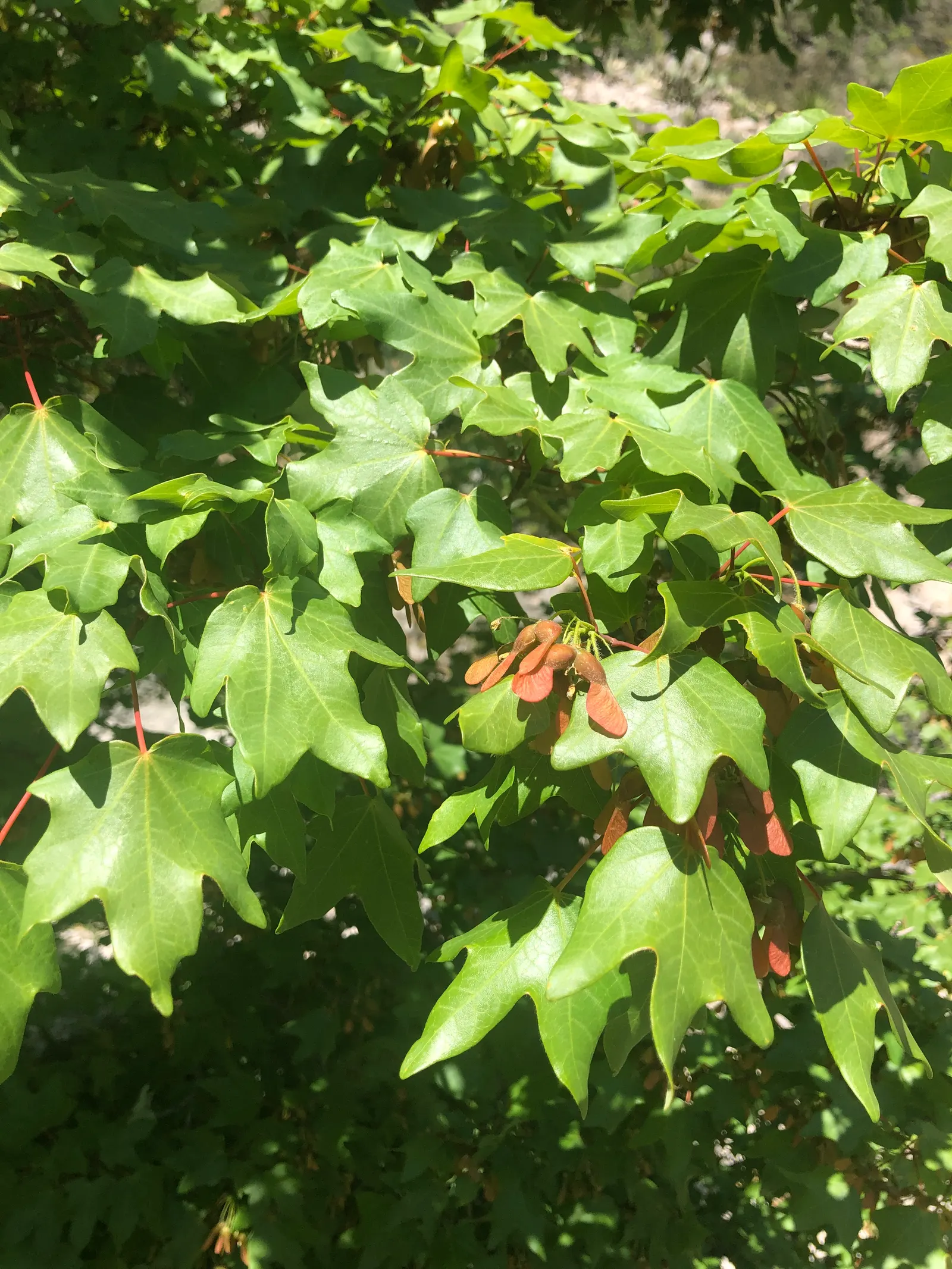 Bigtooth Maple (Acer Grandidentatum) — This medium-sized deciduous tree matures at 20 to 50 feet in height, with a canopy spread of 20 to 35 feet; renowned for