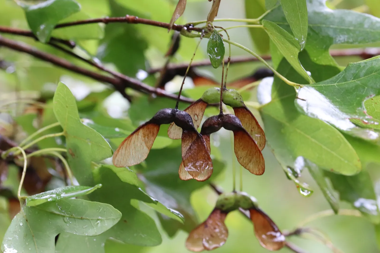 Bigtooth Maple (Acer Grandidentatum) — The Bigtooth Maple (Acer grandidentatum) is a North American native; this medium-sized deciduous tree matures at 20 to