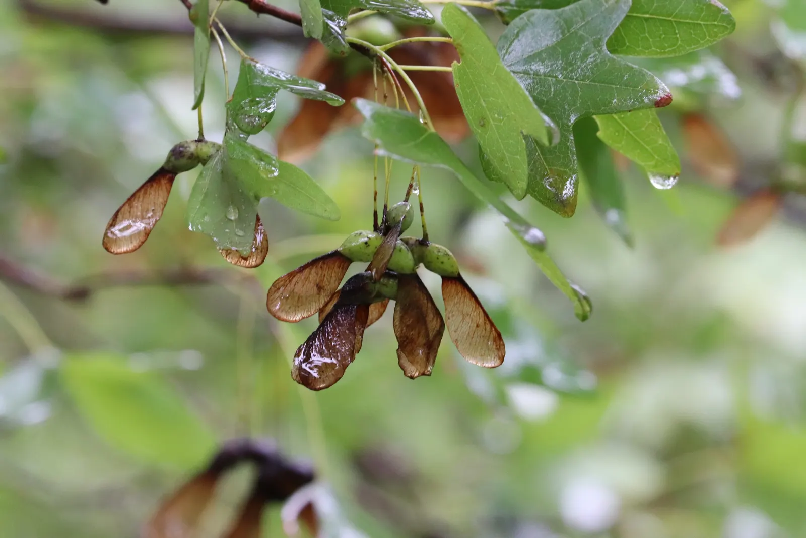 Bigtooth Maple (Acer Grandidentatum) — tree for full or half