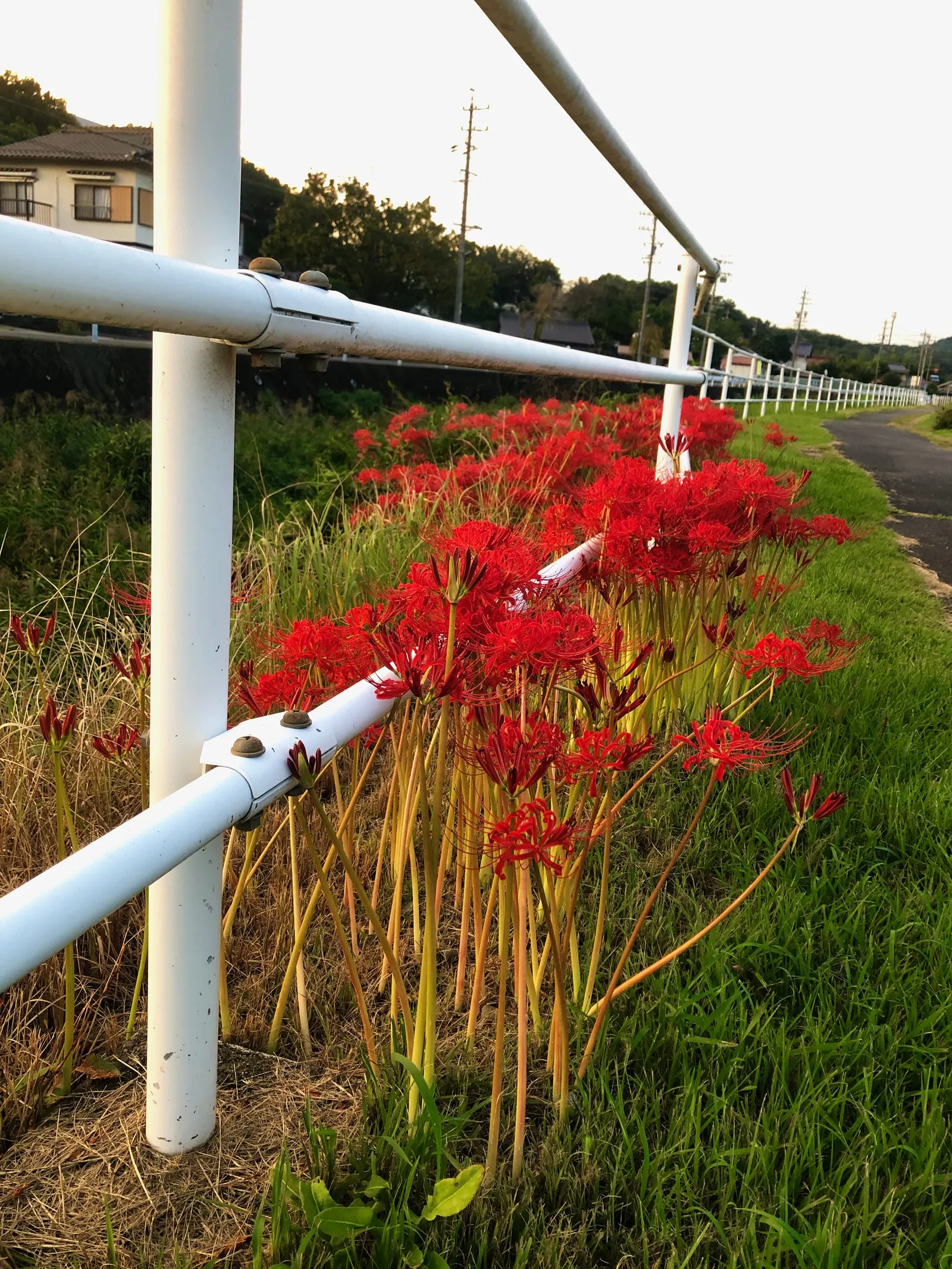 White Spider Lily (Lycoris Radiata 'White') — White Spider Lily (Lycoris radiata 'White') showcases delicate ivory blossoms with long; they prefer well-drained