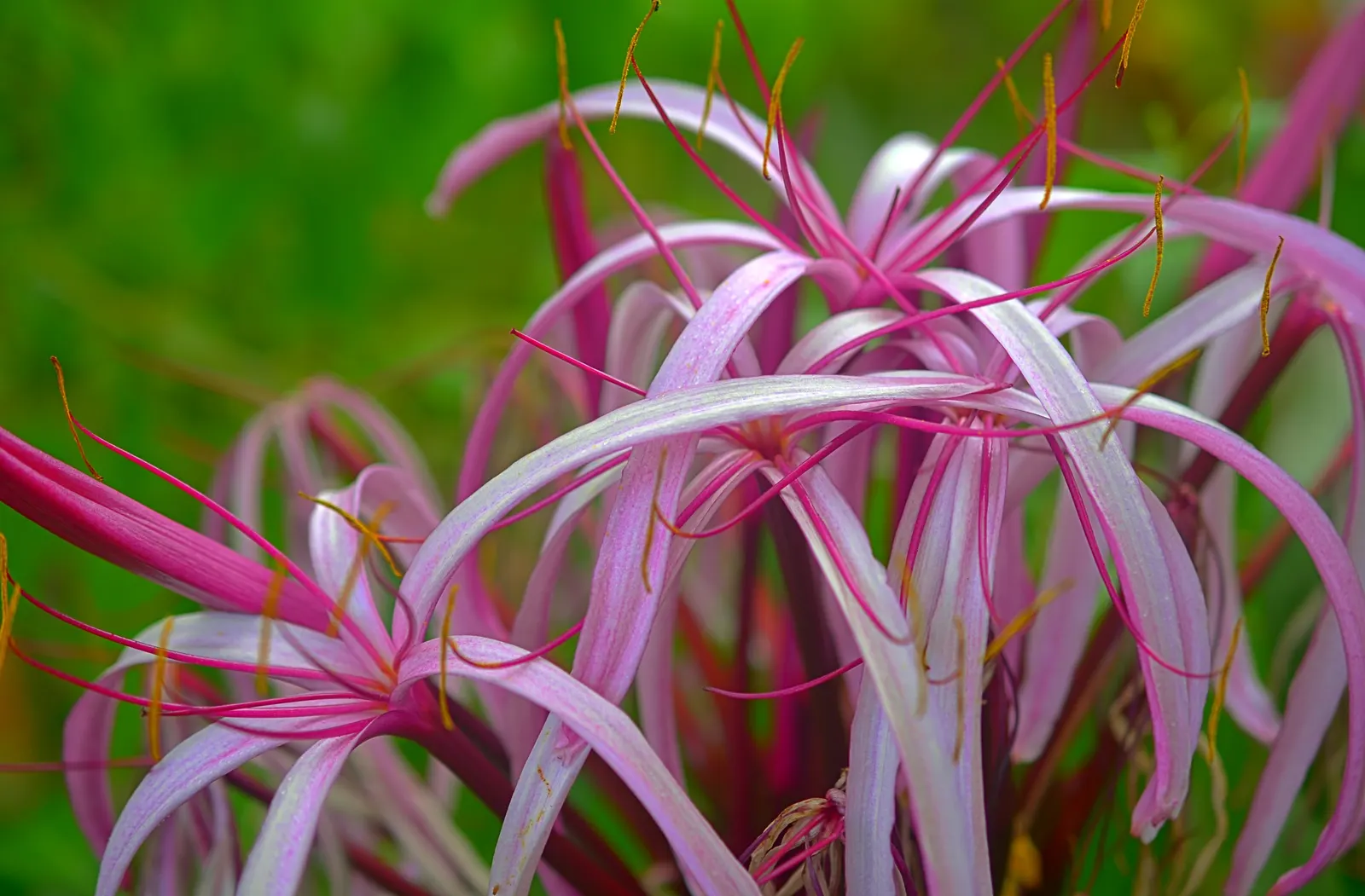 White Spider Lily (Lycoris Radiata 'White') — curved petals surrounding a light green center