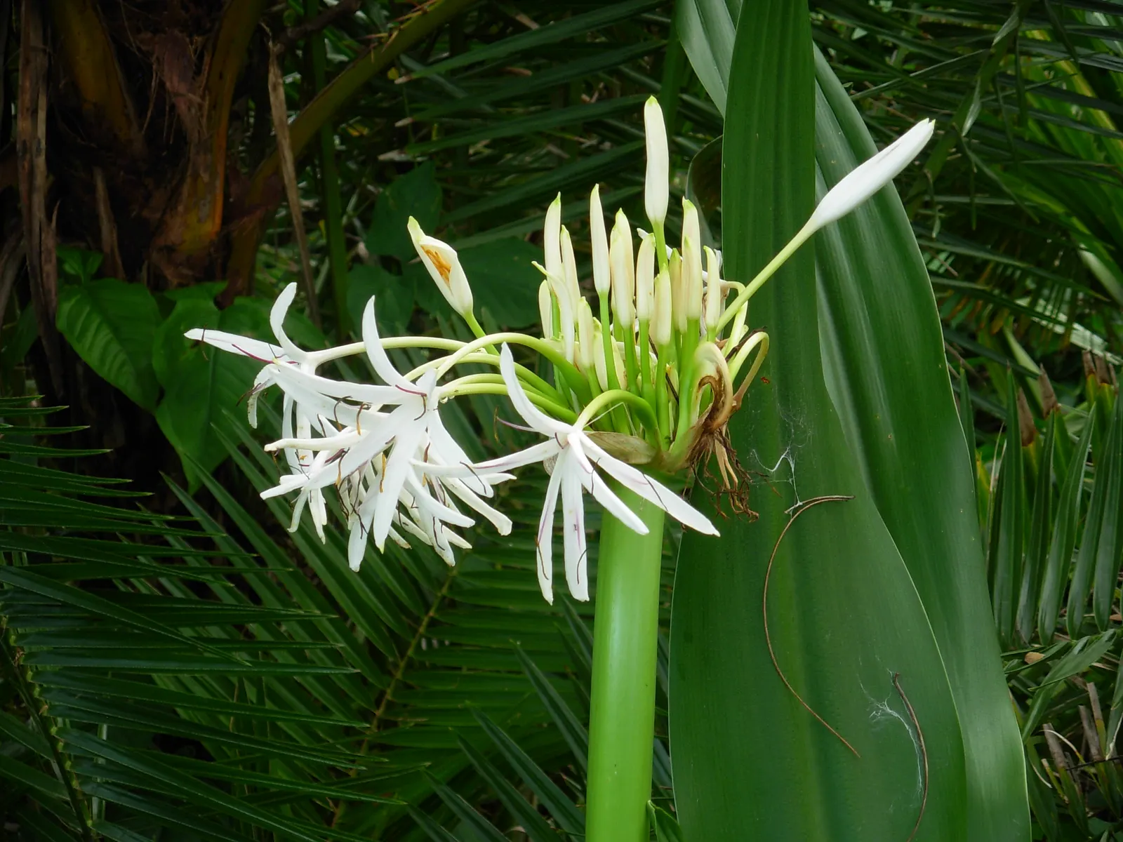 White Spider Lily (Lycoris Radiata 'White') — presents a unique and striking addition to any landscape design; blooming in late summer to early fall